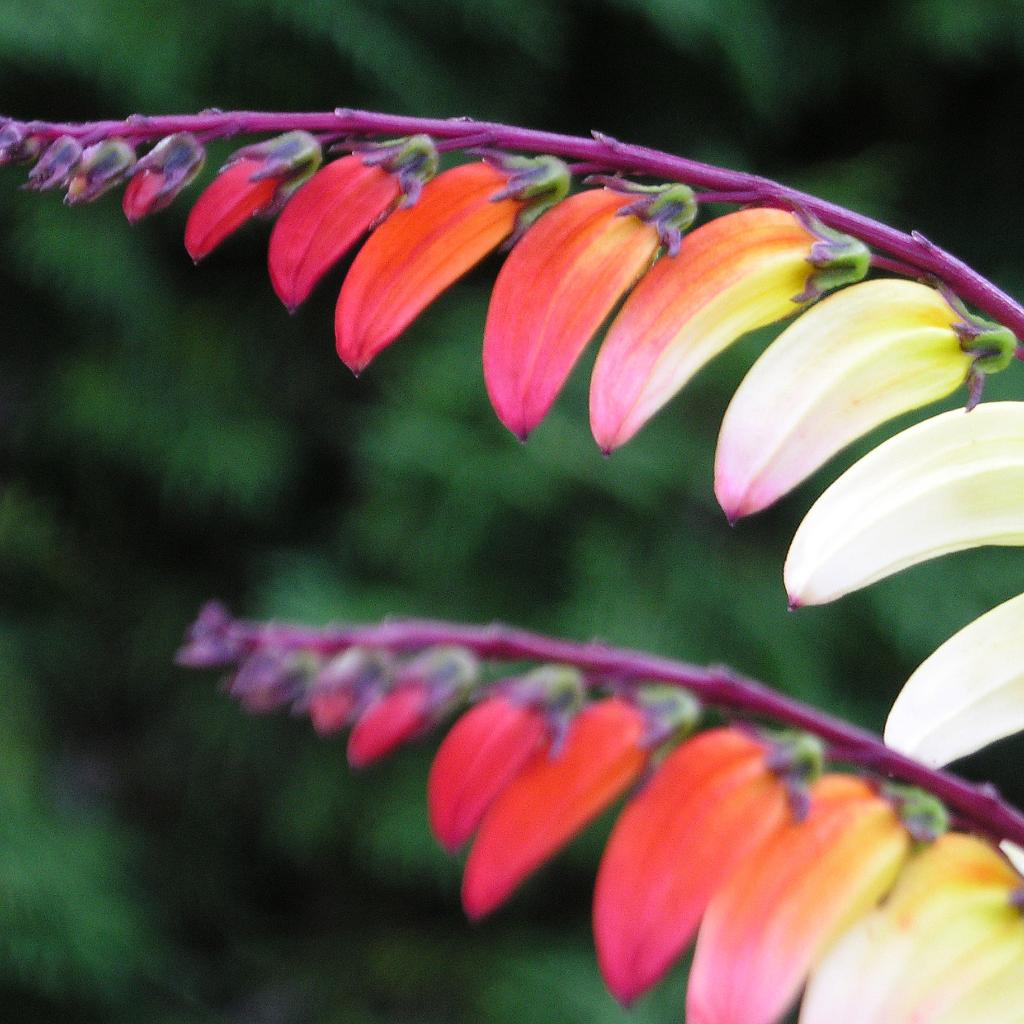 Rumänien von rechts